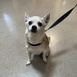Shelter Stray Male Dog last seen , 361 S Raymond Ave, Pasadena, CA 91105, USA