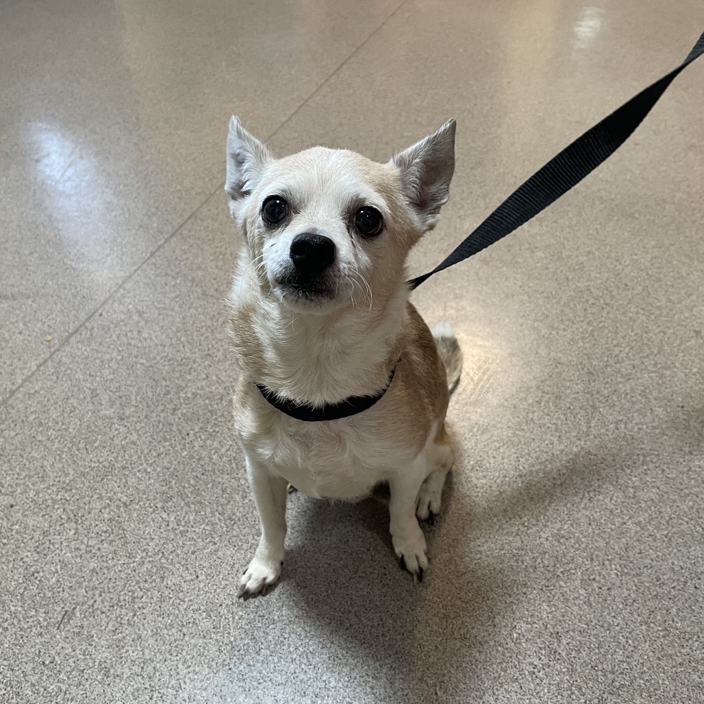 Shelter Stray Male Dog last seen , 361 S Raymond Ave, Pasadena, CA 91105, USA