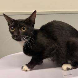 Shelter Stray Female Cat last seen , 3607 N Armenia Ave, Tampa, FL 33607, USA
