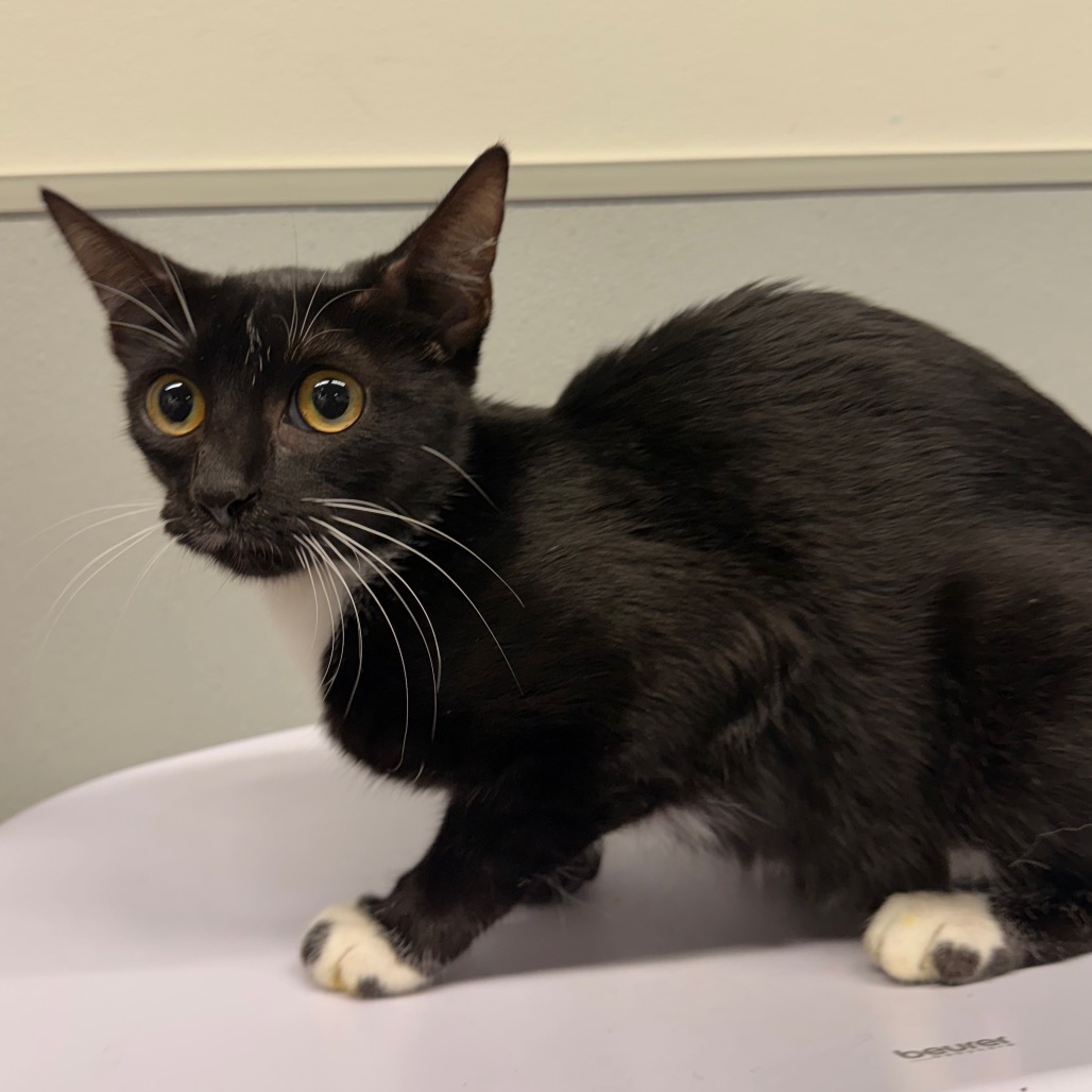 Shelter Stray Female Cat last seen , 3607 N Armenia Ave, Tampa, FL 33607, USA