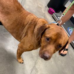 Shelter Stray Male Dog last seen , 3607 N Armenia Ave, Tampa, FL 33607, USA