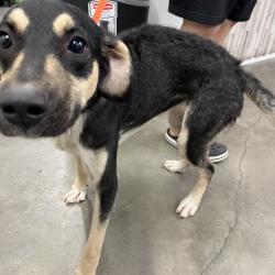 Shelter Stray Female Dog last seen , 3607 N Armenia Ave, Tampa, FL 33607, USA