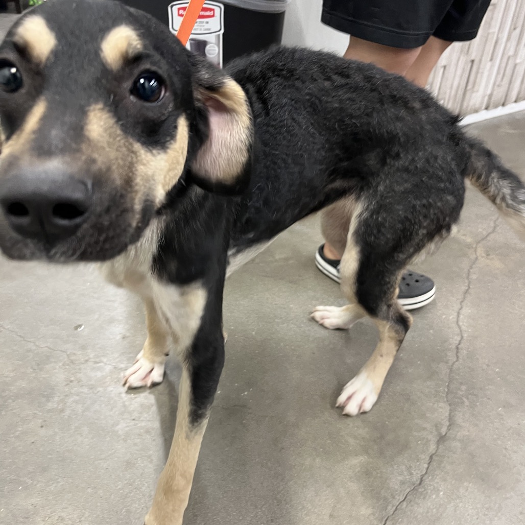 Shelter Stray Female Dog last seen , 3607 N Armenia Ave, Tampa, FL 33607, USA