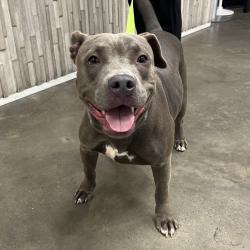 Shelter Stray Female Dog last seen , 3607 N Armenia Ave, Tampa, FL 33607, USA