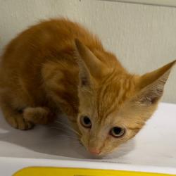 Shelter Stray Female Cat last seen , 3607 N Armenia Ave, Tampa, FL 33607, USA