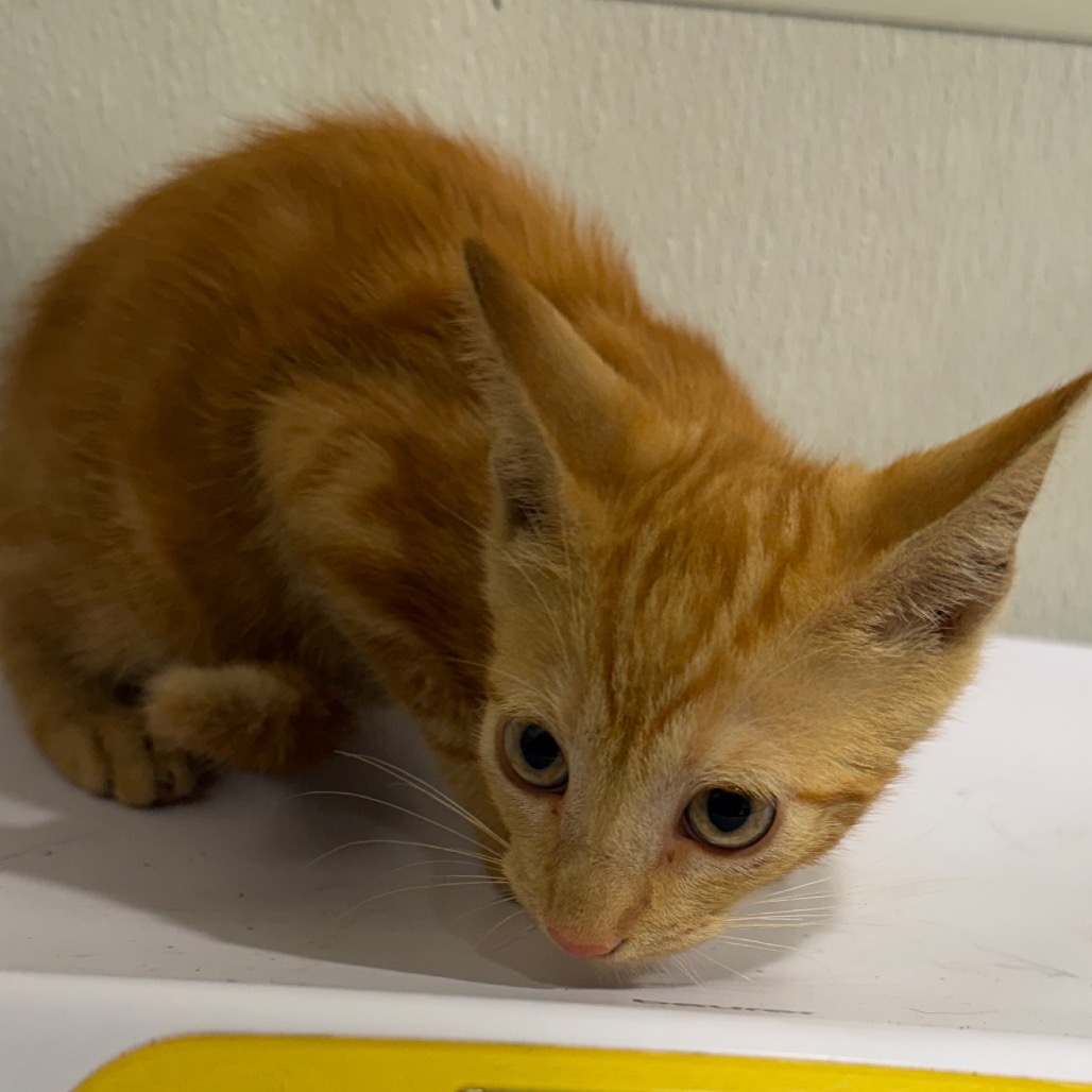 Shelter Stray Female Cat last seen , 3607 N Armenia Ave, Tampa, FL 33607, USA