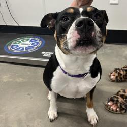 Shelter Stray Female Dog last seen , 3607 N Armenia Ave, Tampa, FL 33607, USA