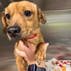 Shelter Stray Female Dog last seen , 3607 N Armenia Ave, Tampa, FL 33607, USA