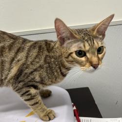 Shelter Stray Female Cat last seen , 3607 N Armenia Ave, Tampa, FL 33607, USA