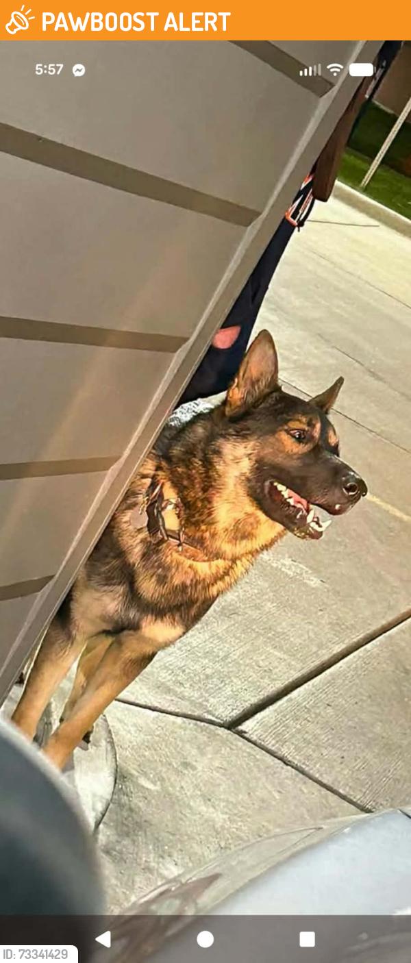 Found/Stray Male Dog last seen Uintah and circle, Colorado Springs, CO 80909