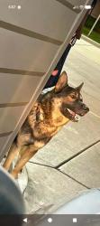 Found/Stray Male Dog last seen Uintah and circle, Colorado Springs, CO 80909