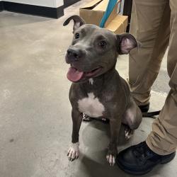 Shelter Stray Female Dog last seen , 3607 N Armenia Ave, Tampa, FL 33607, USA