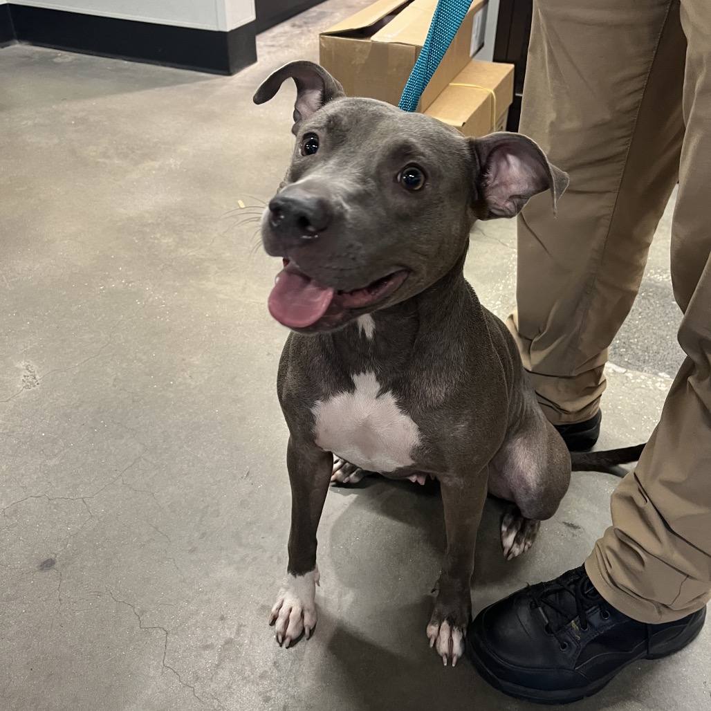 Shelter Stray Female Dog last seen , 3607 N Armenia Ave, Tampa, FL 33607, USA
