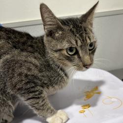 Shelter Stray Male Cat last seen , 3607 N Armenia Ave, Tampa, FL 33607, USA