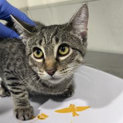 Shelter Stray Female Cat last seen , 3607 N Armenia Ave, Tampa, FL 33607, USA