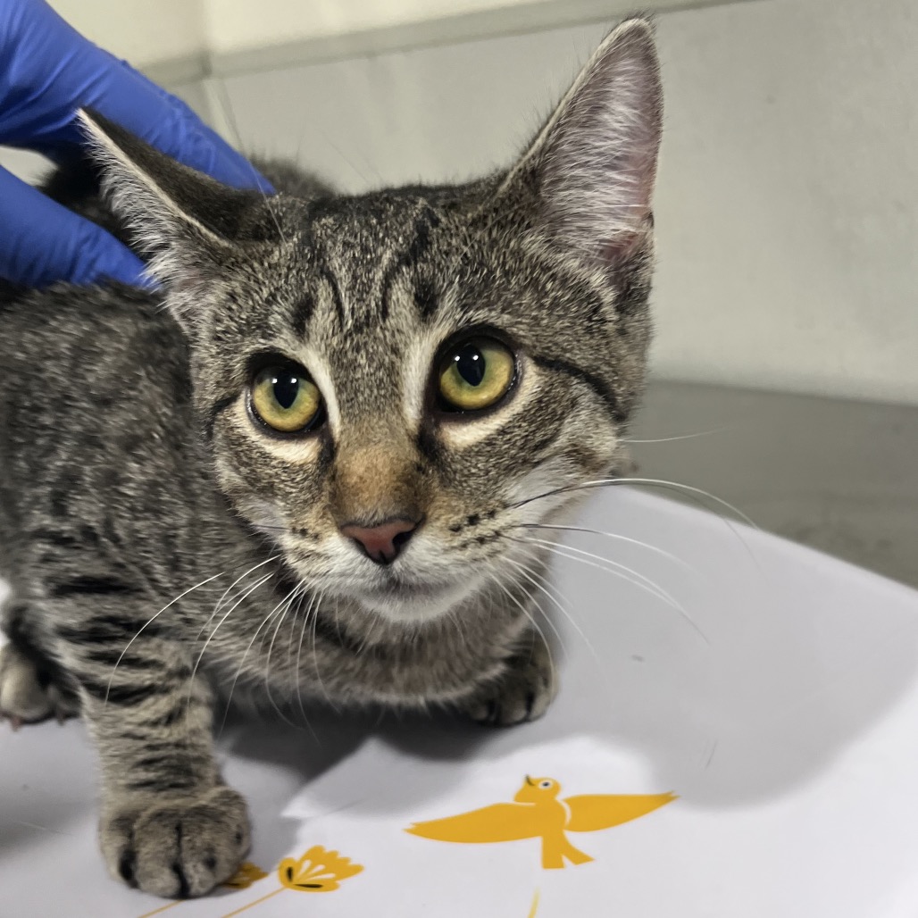 Shelter Stray Female Cat last seen , 3607 N Armenia Ave, Tampa, FL 33607, USA