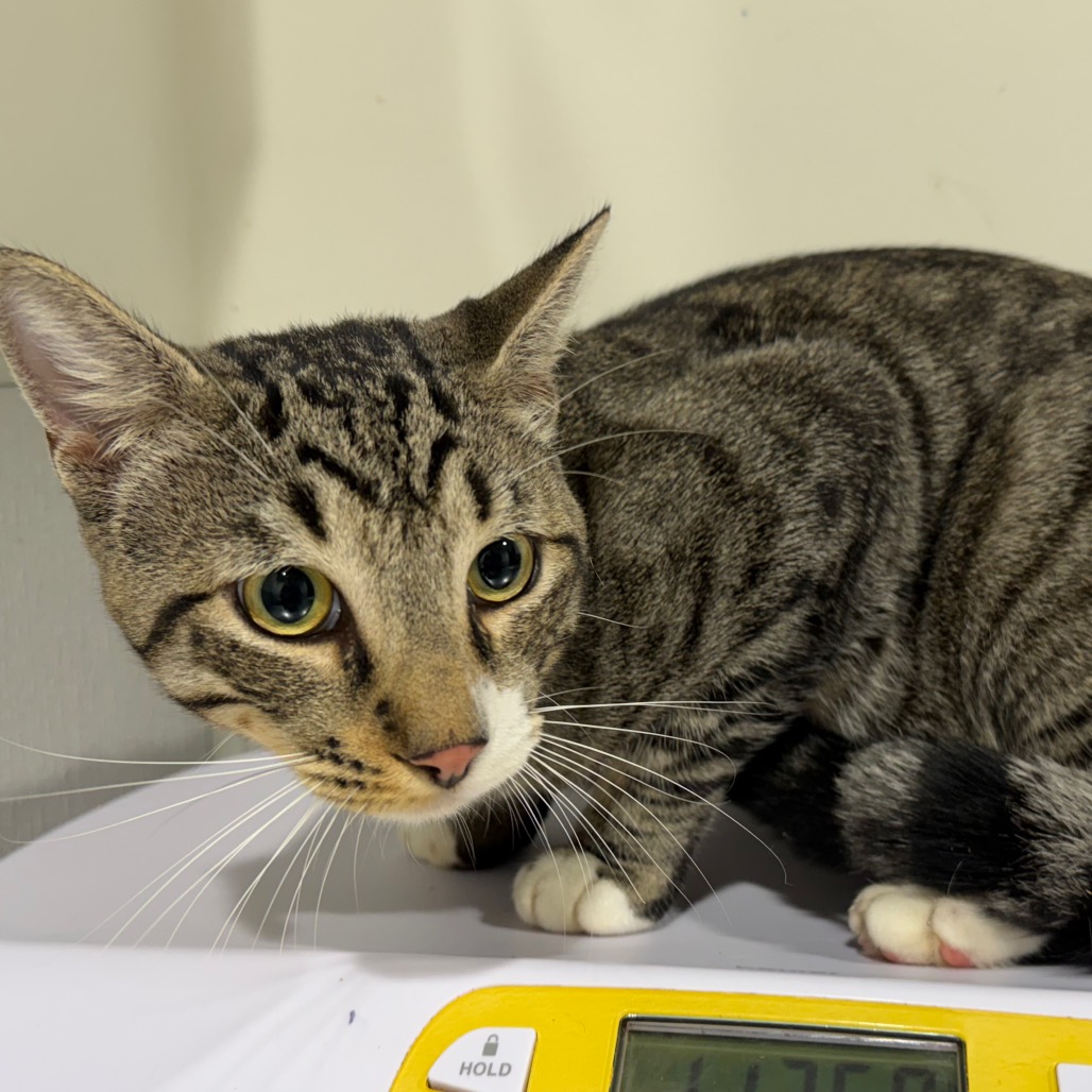 Shelter Stray Male Cat last seen , 3607 N Armenia Ave, Tampa, FL 33607, USA