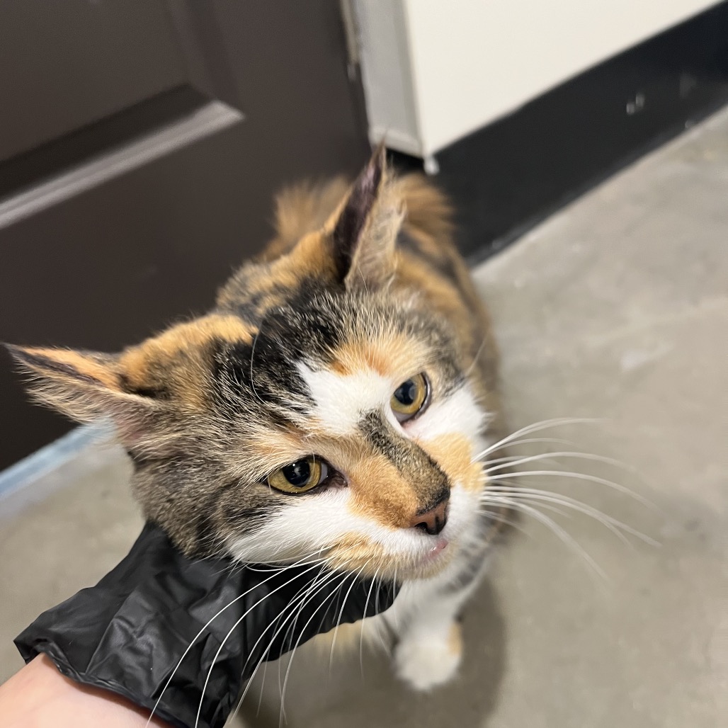 Shelter Stray Female Cat last seen , 3607 N Armenia Ave, Tampa, FL 33607, USA
