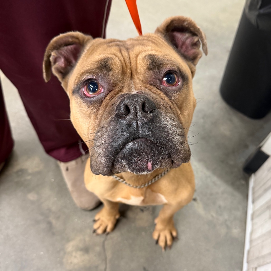 Shelter Stray Male Dog last seen , 3607 N Armenia Ave, Tampa, FL 33607, USA