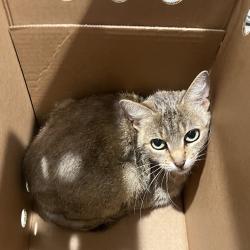 Shelter Stray Female Cat last seen , 3607 N Armenia Ave, Tampa, FL 33607, USA