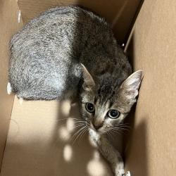 Shelter Stray Female Cat last seen , 3607 N Armenia Ave, Tampa, FL 33607, USA