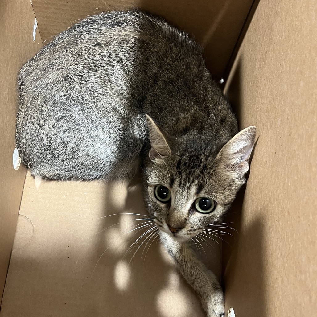 Shelter Stray Female Cat last seen , 3607 N Armenia Ave, Tampa, FL 33607, USA