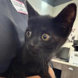 Shelter Stray Female Cat last seen , 3607 N Armenia Ave, Tampa, FL 33607, USA