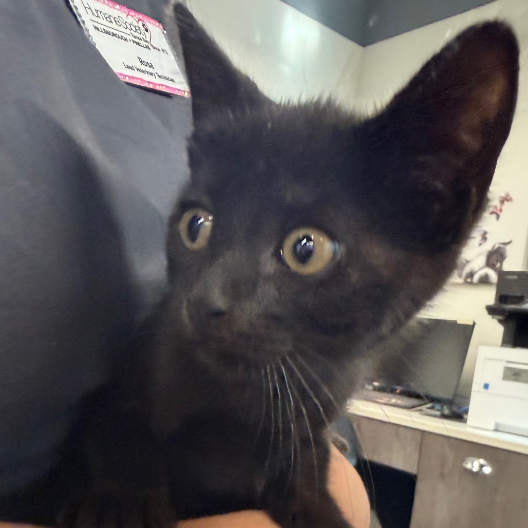 Shelter Stray Female Cat last seen , 3607 N Armenia Ave, Tampa, FL 33607, USA