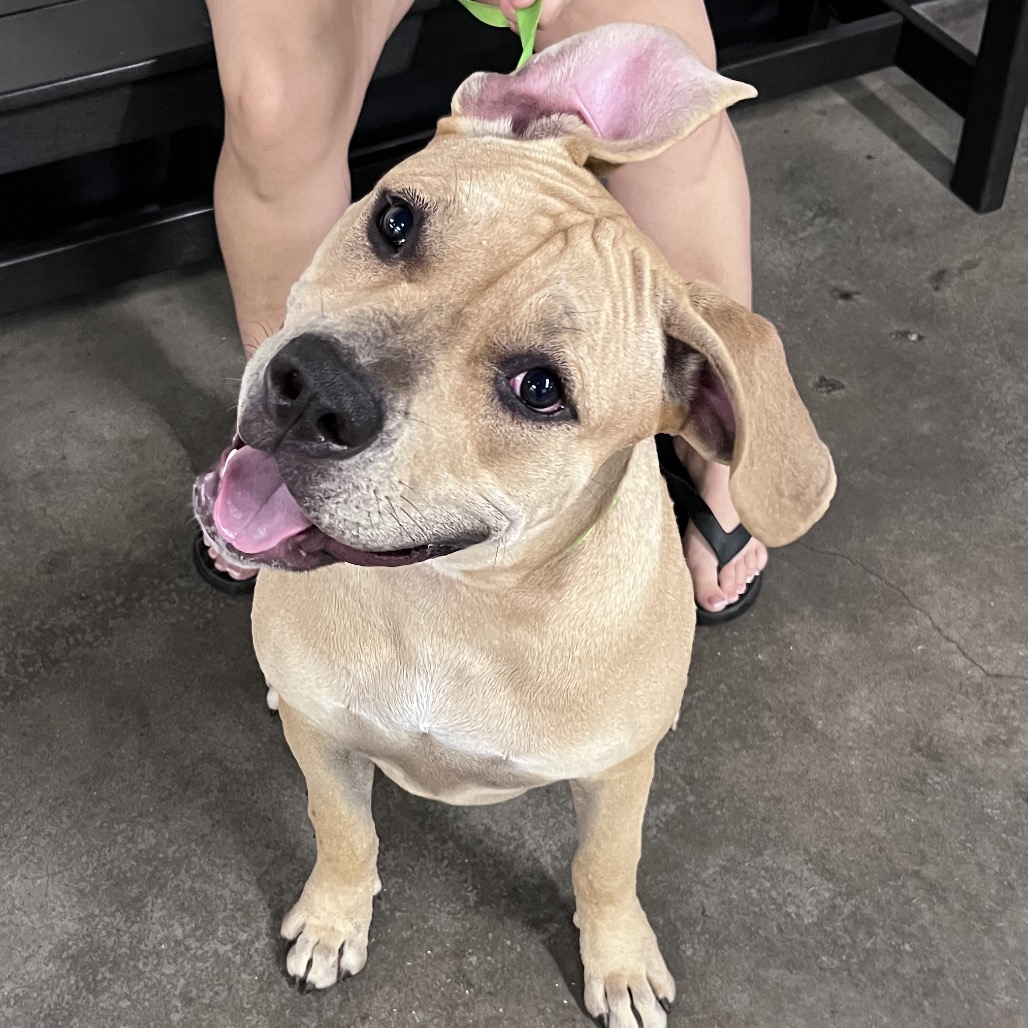 Shelter Stray Female Dog last seen , 3607 N Armenia Ave, Tampa, FL 33607, USA
