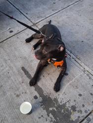 Reunited Male Dog last seen Willis ave and 136th street corner store, The Bronx, NY 10454