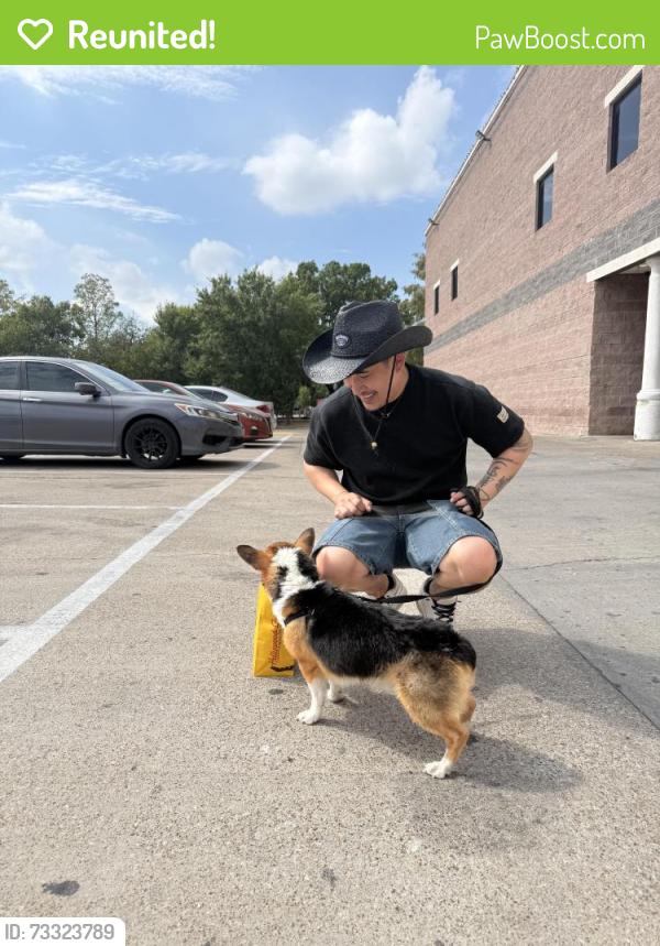 Reunited Male Dog last seen Inwood and Lemon, Dallas, TX 75235