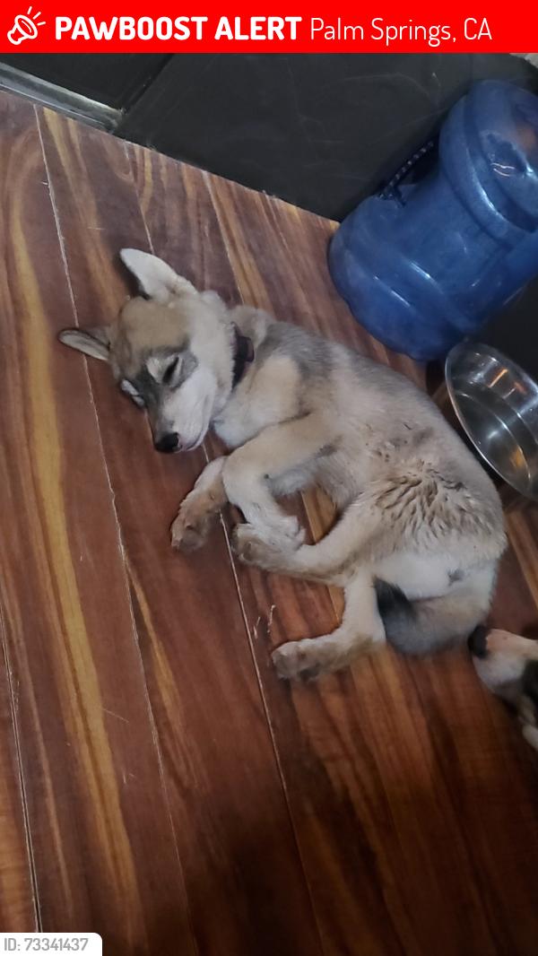 Lost Female Dog last seen Dillion rd and Karen dr, Palm Springs, CA 92240