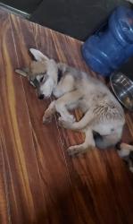 Lost Female Dog last seen Dillion rd and Karen dr, Palm Springs, CA 92240