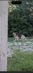 Reunited Female Dog last seen Vandora Soprings and Beichler Rd, Garner, NC 27603