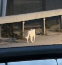 Found/Stray Unknown Cat last seen Near kimball avenue and hillview avenue intersection, Yonkers, NY 10704