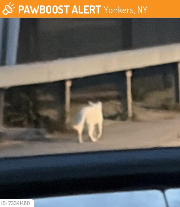 Found/Stray Unknown Cat last seen Near kimball avenue and hillview avenue intersection, Yonkers, NY 10704