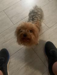 Reunited Female Dog last seen Old Dixie highway and Mako Drive, Hudson, FL 34667
