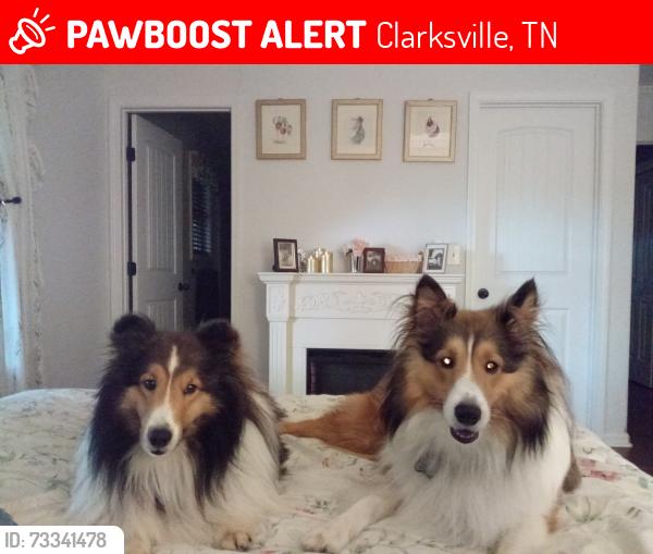 Lost Male Dog last seen Dunbar Cave Road, Clarksville, TN 37043