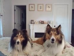 Lost Male Dog last seen Dunbar Cave Road, Clarksville, TN 37043