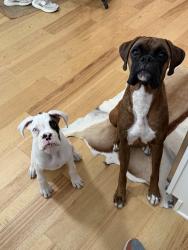Lost Male Dog last seen Grand and us 19, New Port Richey, FL 34652
