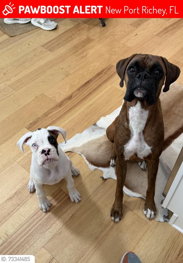 Lost Male Dog last seen Grand and us 19, New Port Richey, FL 34652