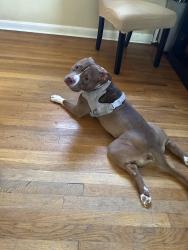Found/Stray Female Dog last seen kfc, District Heights, MD 20747