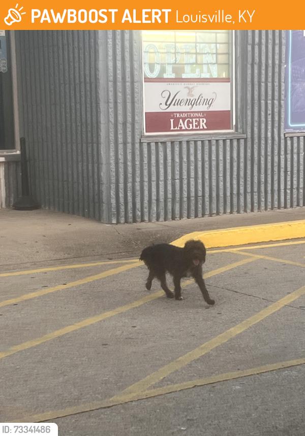 Found/Stray Unknown Dog last seen Near shepherdsville rd, Louisville, KY 40219