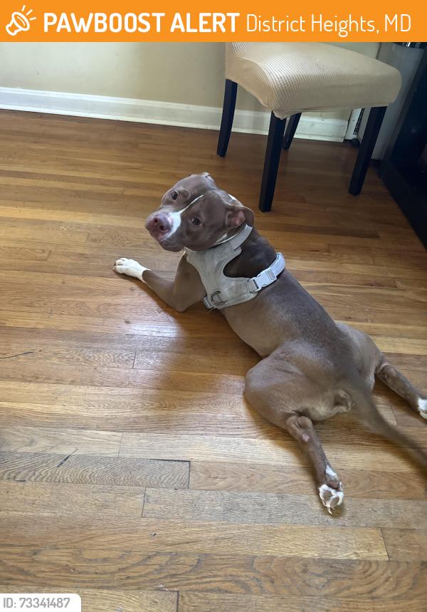 Found/Stray Female Dog last seen kfc, District Heights, MD 20747