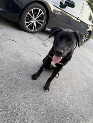 Found/Stray Male Dog last seen 18th and Goodlet, Indianapolis, IN 46222