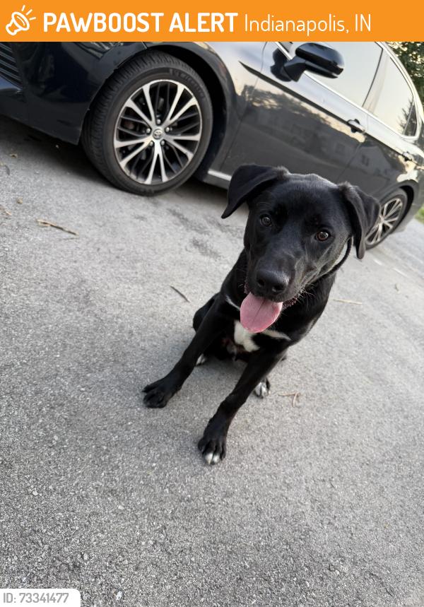 Found/Stray Male Dog last seen 18th and Goodlet, Indianapolis, IN 46222