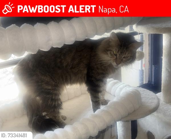 Lost Female Cat last seen Near La Grande Ave, Napa, CA 94558
