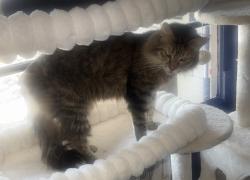 Lost Female Cat last seen Near La Grande Ave, Napa, CA 94558