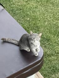 Found/Stray Unknown Cat last seen Cats paw lane, Sevierville, TN 37862