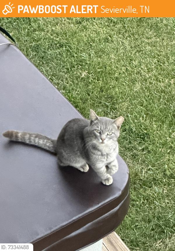 Found/Stray Unknown Cat last seen Cats paw lane, Sevierville, TN 37862